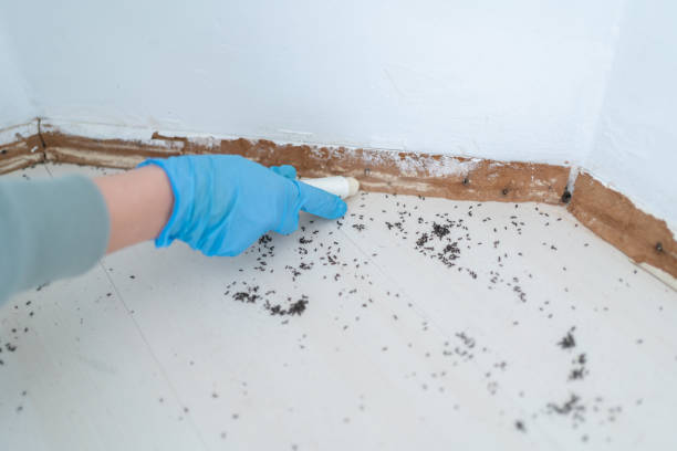 Best Pest Control Near Me in Cheney, WA